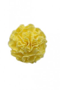 Yelow Carnation