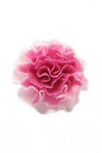 Pink Mixed Carnation