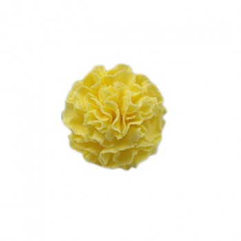 Yelow Carnation